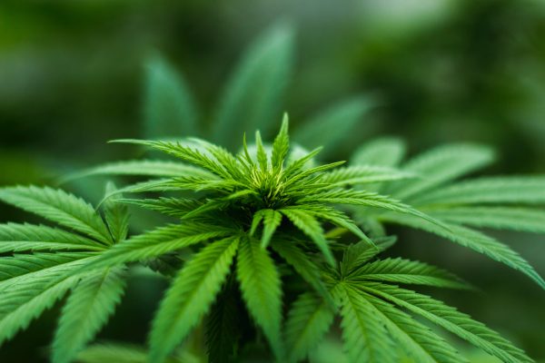 Wat is cannabidiol olie?