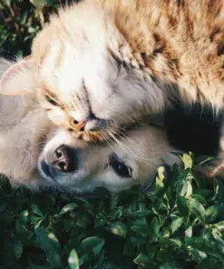 Hond & Kat supplementen