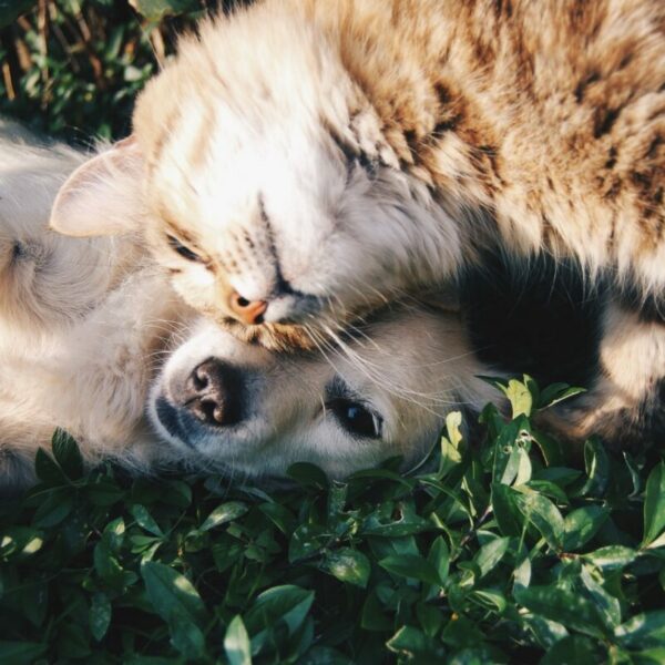 Hond & Kat supplementen