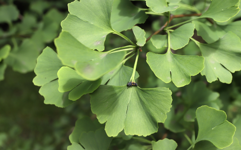 het formulier Wederzijds Vleugels Ginkgo biloba: al eeuwen gekend en gebruikt - Nutri-Bel blog